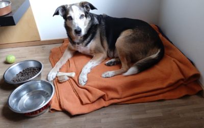 Teemo risque de ne plus marcher… aidons-le à temps