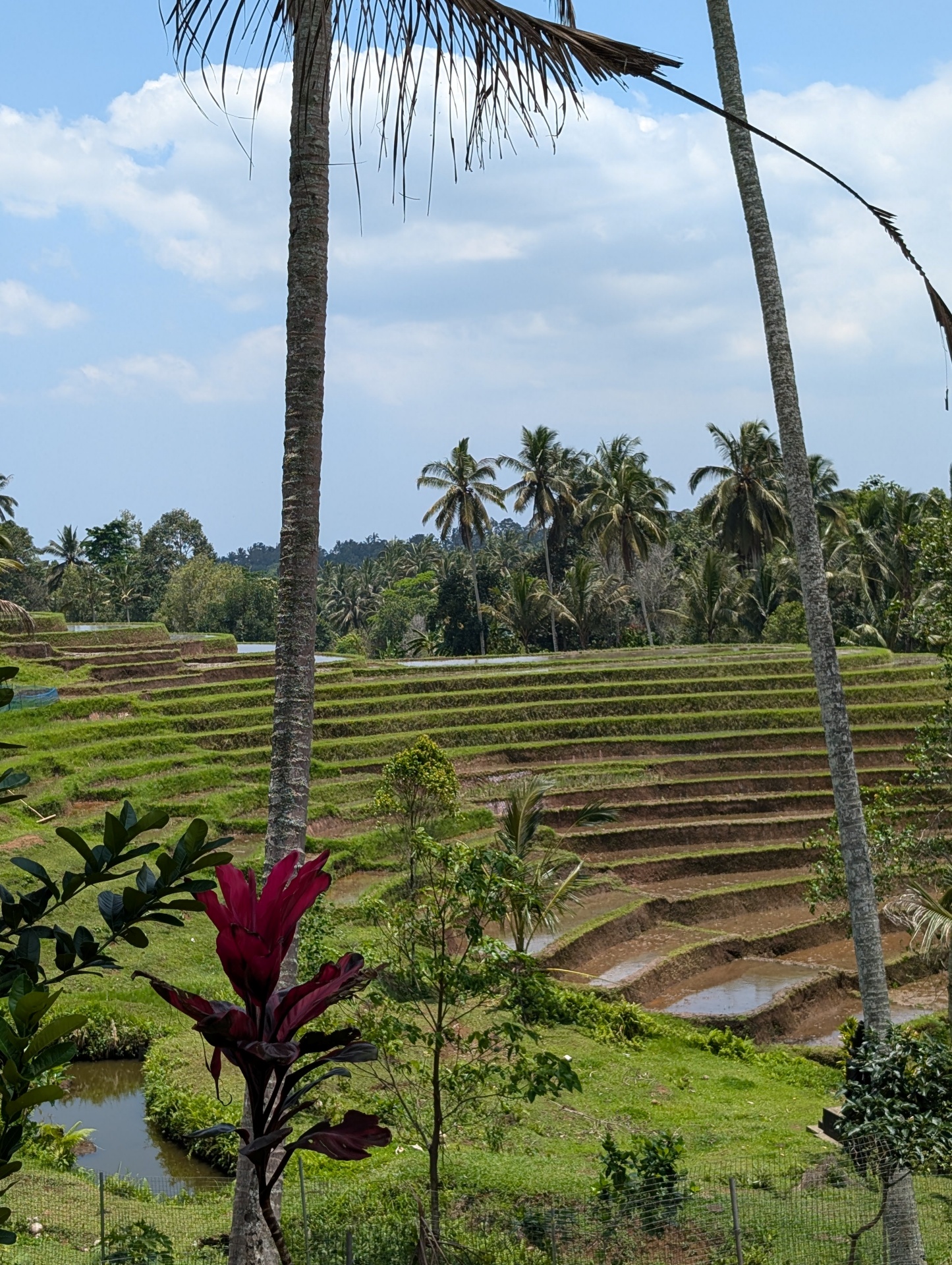 Bali dog association-91